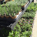 Berries and Cream Mint - 4.5 in