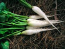 Radish: White Icicle Seeds