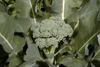 De Cicco Broccoli Seeds