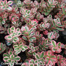Sedum Tricolor