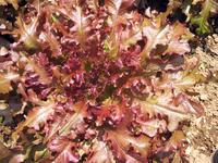 Red Salad Bowl Looseleaf Lettuce Seeds