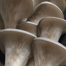 Oyster Mushroom Countertop Coffee Cultivator Kit