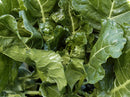 Green Glaze Collards Greens Seeds