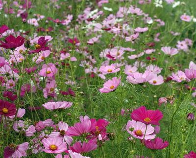 Early Sensation Mixed Cosmos Seeds