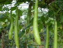 Cucuzza Gourd Seeds