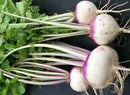 Purple Top White Globe Turnip Seeds