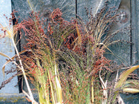 Rainbow Broomcorn Sorghum Seeds