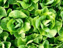 Parris Island Cos Lettuce Seeds