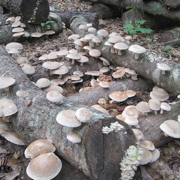 'Wild NC' Shiitake Mushroom Plug Spawn - 100 count