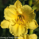 Hemerocallis Happy Returns-4 qt