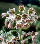 Allium Nectaroscordum Single Bulb