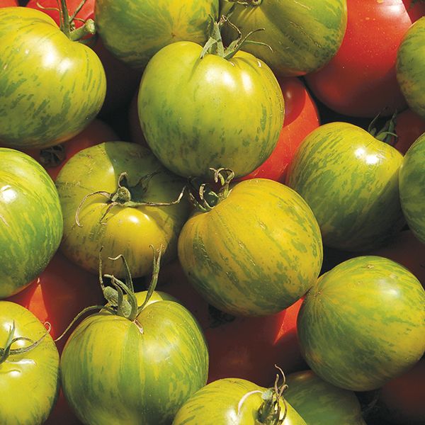 Green Zebra Tomato Seeds