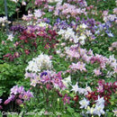 Columbine Aquilegia sibirica Biedermeier