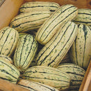 Squash: Delicata Seeds