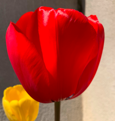 Tulip Red Impression Single Bulb