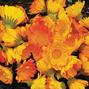 Calendula Resina Seeds