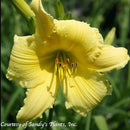 Hemerocallis Big Time Happy-4 qt