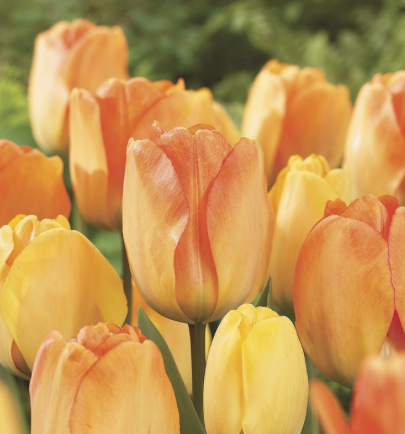 Tulip Daydream Single Bulb