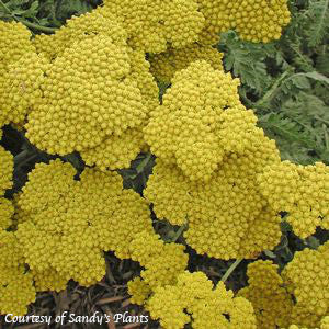 Yarrow Achillea Moonshine