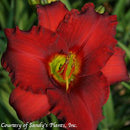Hemerocallis Red Razzmatazz-4 qt