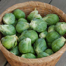 Nautic F1 Brussels Sprouts Seeds