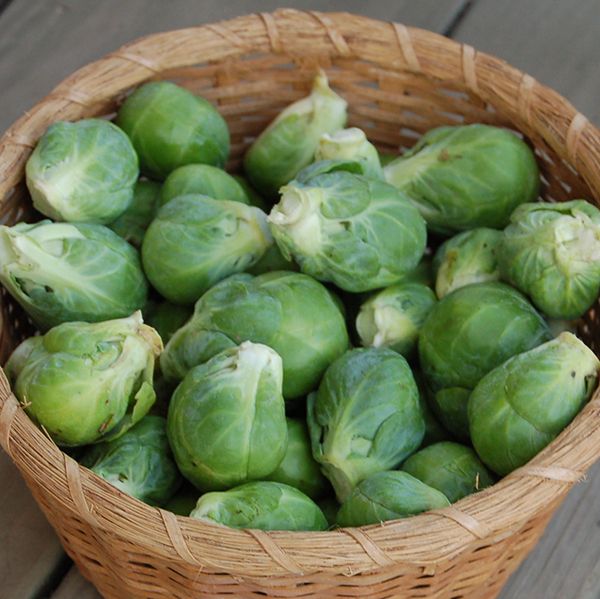 Nautic F1 Brussels Sprouts Seeds