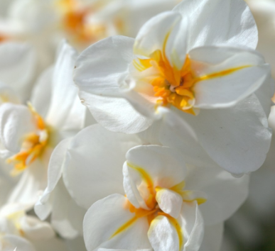 Narcissus Daffodil Winston Churchill Single Bulb