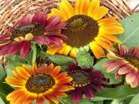 Evening Sun Sunflower Seeds