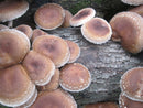 Shiitake Mushroom Log