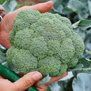 Belstar F1 Broccoli Seeds