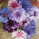 Polka Dot Bachelor Button Seeds