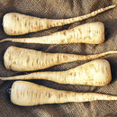Lancer Parsnip Seeds