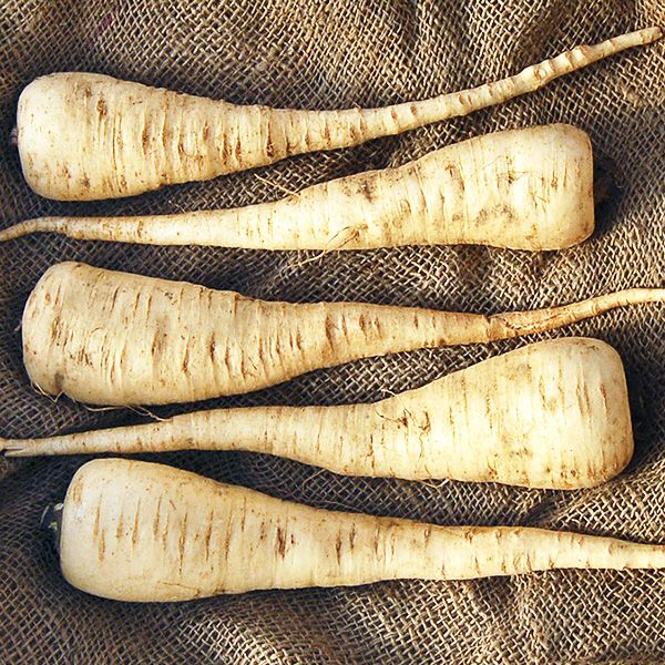 Lancer Parsnip Seeds