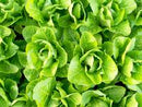 Jericho Lettuce Seeds