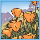 Gift Enclosure-Poppies in Bloom