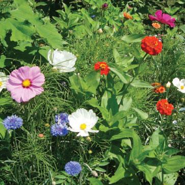 Flower Mix: Beneficial Attractant