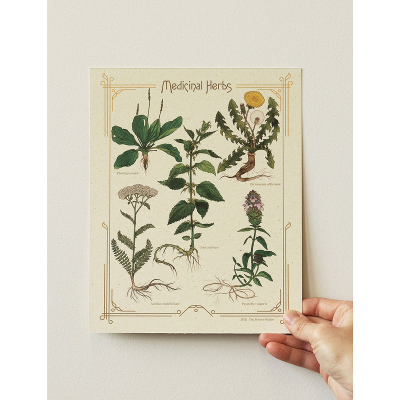 The Bower Studio Medicinal Herbs Print