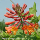 Lonicera brownii Dropmore Scarlet