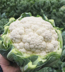 Cauliflower: Adona F1 Seeds