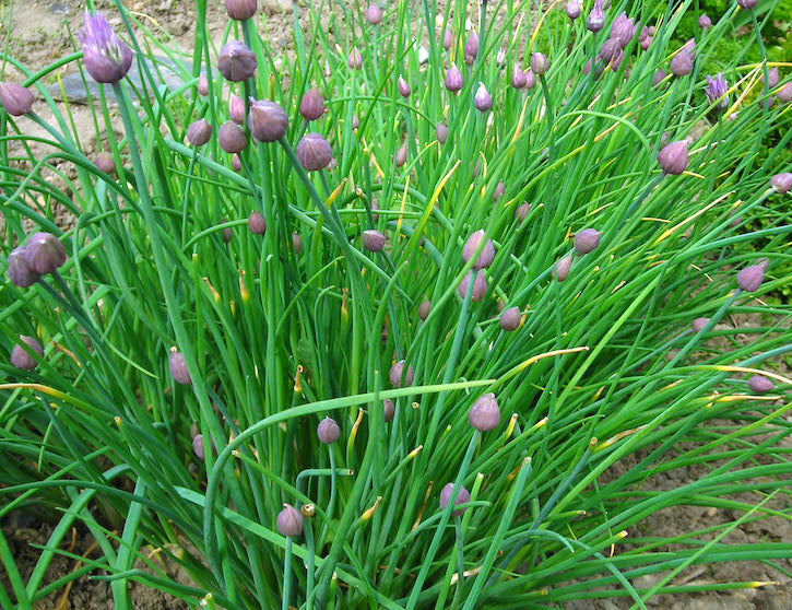 Chives - 4.5 in