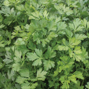 Flat Italian Parsley - 4.5 in
