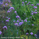 Verbena bonariensis