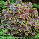 Heucherella Solar Eclipse-4 qt