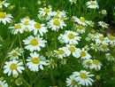 Chamomile - 4.5 in