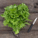 Wasabina Mustard Green Seeds