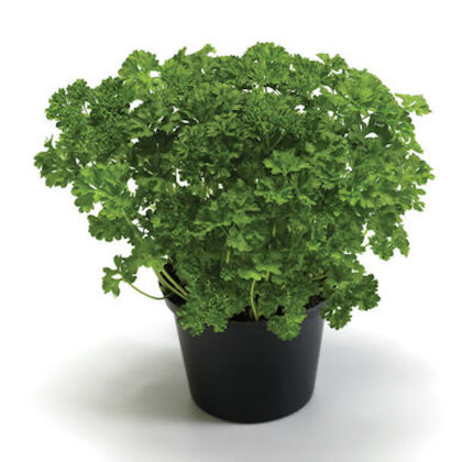 Curly Parsley - 4.5 in