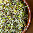 Kale Sprouting Seeds - 3 oz