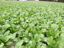 Carolina Broadleaf Mustard Green Seeds