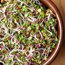 Radish Sprouting Seeds - 3 oz