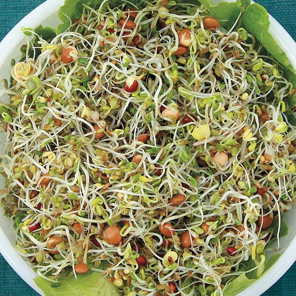 Spicy Salad Mix Sprouting Seeds - 4 oz